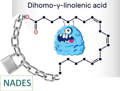 Enhancing the Solubility of Dihomo-gamma-Linolenic Acid Using Natural Deep Eutectic Solvents for Human Tumors Therapy Development