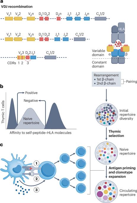 Antigen-driven T cell responses in rheumatic diseases: insights from T cell receptor repertoire studies