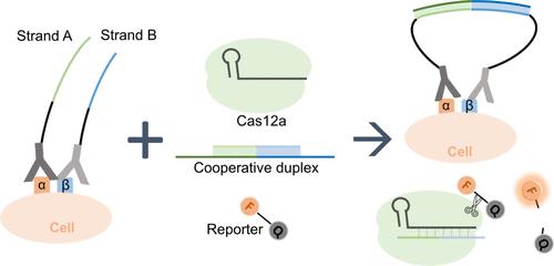 CRISPR-Cas12a-Assisted DNA Circuit for Nonmicroscopic Detection of Cell Surface Receptor Clustering
