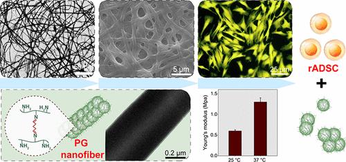 Enzymatically Degradable Electrospun Nanogel Scaffolds Promoted in Vitro Proliferation of rADSC