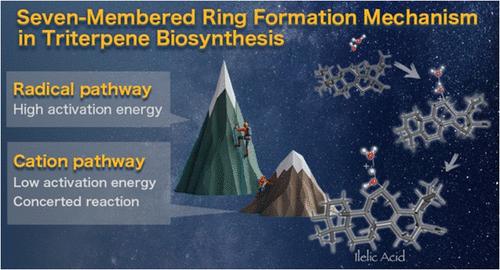 Seven-Membered Ring Formation in Triterpene Biosynthesis: A Key Cyclopropane Rearrangement in Ilelic Acid Biosynthesis