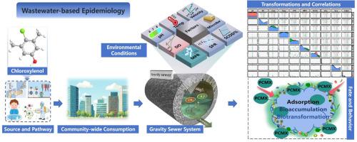 Could chloroxylenol be used as WBE biomarker in gravity sewers? Fates, behaviors and feasible conditions