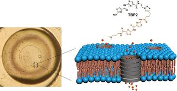 Ion transport and membrane channel formation using a peptidomimetic in droplet interface bilayers†