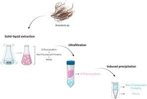 Efficient extraction and purification of mycosporines-like amino acids (MAAs) following a multiproduct biorefinery approach