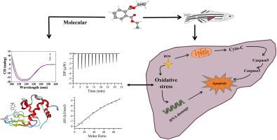 Hepatotoxic effect of DEP in zebrafish is via oxidative stress, genotoxicity, and modulation of molecular pathways