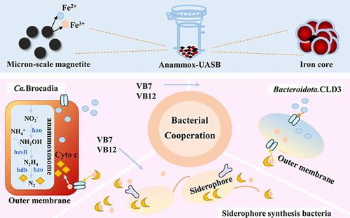 Siderophore-Mediated Cooperation in Anammox Consortia