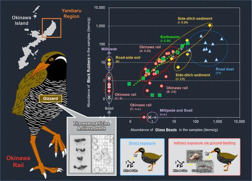 Tire-Road-Wear Particles and Glass Beads in the Gizzard of the Endangered Terrestrial Bird, Okinawa Rail (Hypotaenidia okinawae)