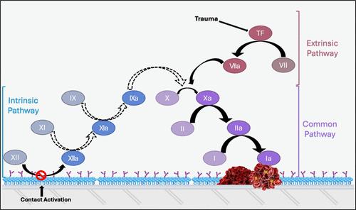 Surface Modification of Poly(dimethylsiloxane) Blood Flow Chambers with a Poly(ethylene glycol) Conjugate and Factor XII Inhibitor