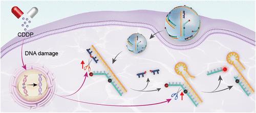 Sequential Activation of DNA Sensor Enables Correlated Imaging of Dual-Enzyme Activities in Living Cells