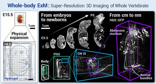 Nanoscale Resolution Imaging of Whole Mouse Embryos Using Expansion Microscopy