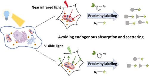 Near-Infrared Light-Mediated Living Cells Mitochondrial Proteome Proximity Labeling