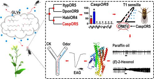 Conserved and Antenna-Biased Odorant Receptor in the Rape Stem Weevil Ceutorhynchus asper Tuned to Green Leaf Volatiles from Hosts