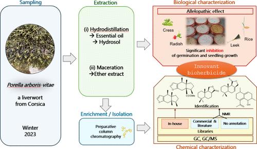 New Findings from the Volatiles of the Corsican Liverwort Porella arboris-vitae: An Evaluation of Their Allelopathic Effect