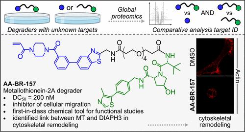 Chemoproteomics-Enabled De Novo Proteolysis Targeting Chimera Discovery Platform Identifies a Metallothionein Degrader to Probe Its Role in Cancer