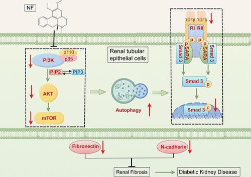 Nuciferine Restores Autophagy via the PI3K-AKT-mTOR Pathway to Alleviate Renal Fibrosis in Diabetic Kidney Disease