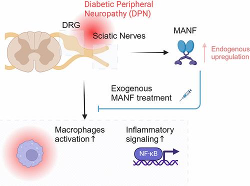 Mesencephalic Astrocyte-Derived Neurotrophic Factor (MANF) Restricts Inflammatory Progression through Limiting Macrophage Infiltration in DRG and Sciatic Nerve during Diabetic Peripheral Neuropathy