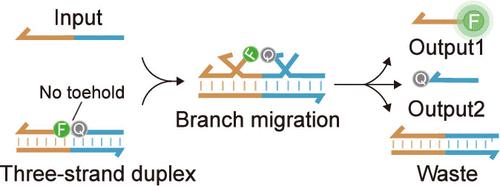 DNA Logic Circuit Based on a Toehold-Independent Strand Displacement Reaction Network