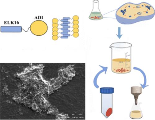 Production of Immobilized Arginine Deiminase Using the Self-Assembling Peptide ELK16 for Efficient l-Citrulline Synthesis