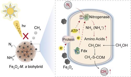 Light-Independent Fe3O4–Methanosarcina acetivorans Biohybrid Enhances Nitrogen Fixation and Methanogenesis