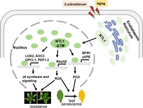 Ectopic Overexpression of Rapeseed BnaNTL1 Transcription Factor Positively Regulates Plant Resistance to Sclerotinia sclerotiorum through Modulating JA Synthesis and ROS Accumulation
