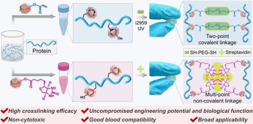 A Macrocycle-Assisted Platform Approach to Protein Cross-Linking Via Chemically Inactive Residues