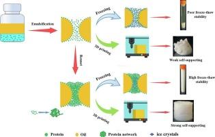 Rennet-assisted modification for enhanced freeze-thaw stability in sodium caseinate-stabilized high internal phase emulsions
