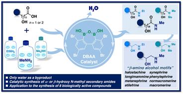 Synthesis of N-methyl secondary amides via diboronic acid anhydride-catalyzed dehydrative condensation of carboxylic acids with aqueous methylamine†