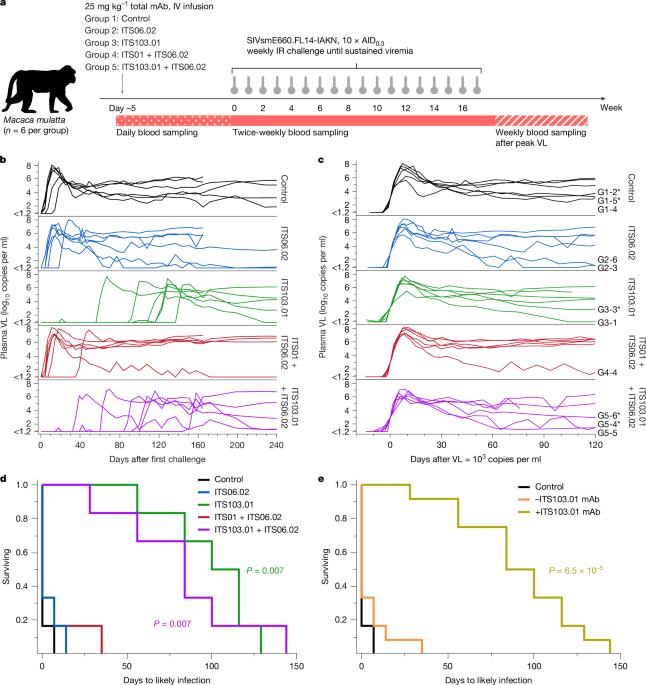 Antibody prophylaxis may mask subclinical SIV infections in macaques