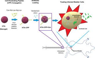 Nanogels conjugated with cell-penetrating peptide as drug delivery vehicle for treating urinary tract infections