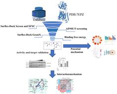 Identification and molecular mechanism study of a novel small molecule inhibitor targeting solute carrier family 7 member 11 for the treatment of hepatocellular carcinoma†
