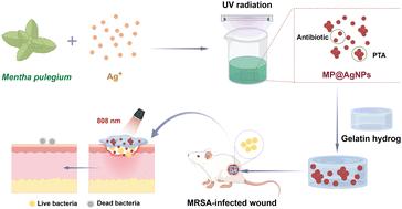 Fabrication of photothermal silver nanoparticles for accelerating MRSA-infected wound healing†