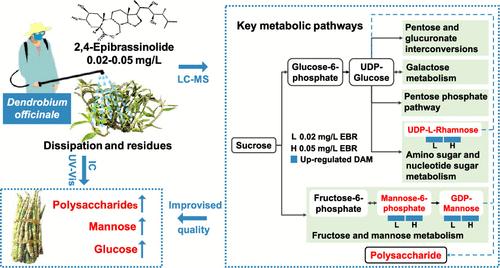 2,4-Epibrassinolide Regulates Polysaccharide Substance Biosynthesis after Field Application to Dendrobium officinale