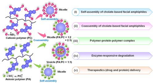 Coassembly of Enzyme-Responsive Cholate-Conjugated Facially Amphiphilic Polymers