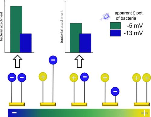 Effect of Interfacial Charge Distribution in Mixed Charge-Equilibrated SAMs on the Attachment of Pathogens