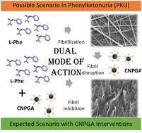 Disruption of fibrillar assemblies of l-phenylalanine using polyphenol-passivated nanocarbon as a potential therapeutic strategy against phenylketonuria†