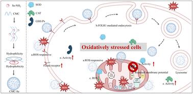 Cellular uptake mechanisms of a diselenide-based ROS-responsive nanocarrier in oxidatively stressed colon cells†