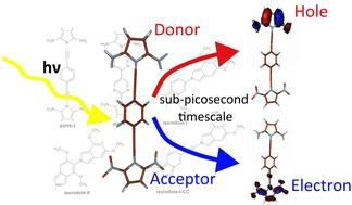 Polarized molecular wires for efficient photo-generation of free electric charge carriers†