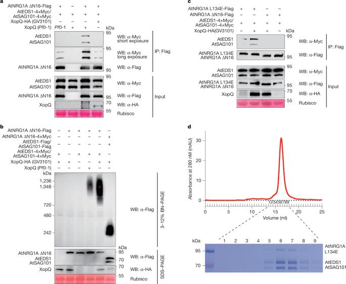 Activation and inhibition mechanisms of a plant helper NLR