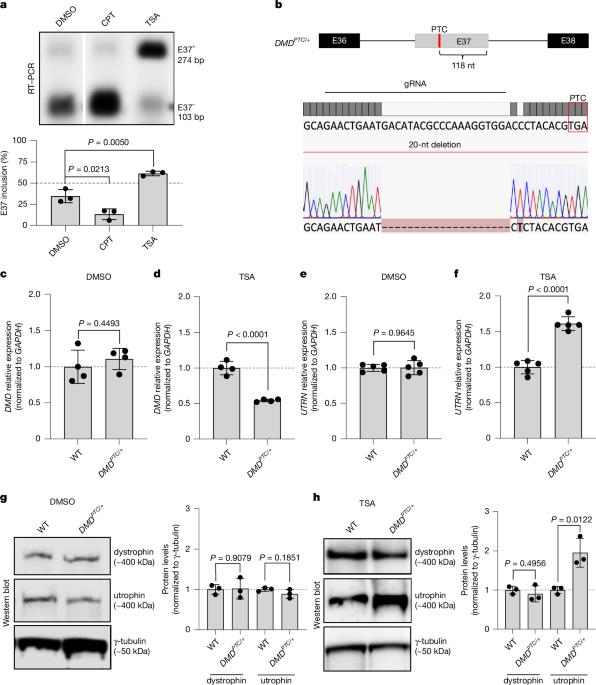 Transcriptional adaptation upregulates utrophin in Duchenne muscular dystrophy