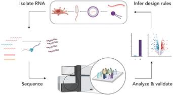 The time course of in vivo cellular responses to LNPs†