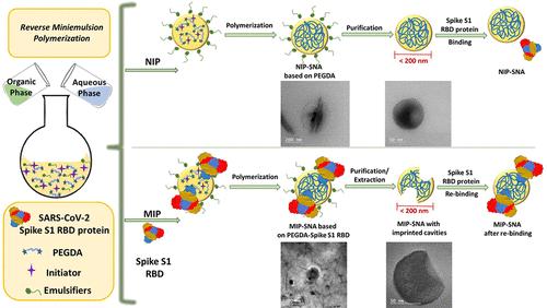 Biomimetic Molecularly Imprinted Nanogels for the Recognition of Spike Glycoproteins