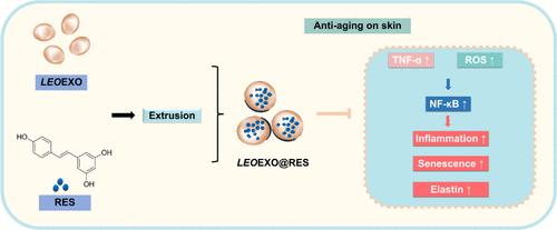 Innovative Plant Exosome Delivery System for Enhancing Antiaging Potency on Skin