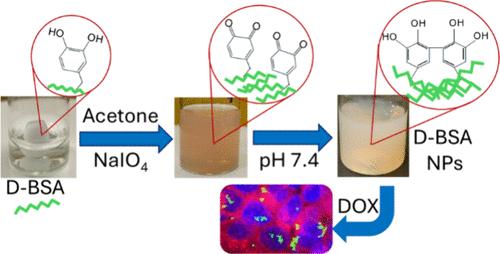 Periodate-Mediated Cross-Linking for the Preparation of Catechol Conjugated Albumin Nanoparticles Used for in Vitro Drug Delivery