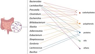 The interaction between various food components and intestinal microbiota improves human health through the gut–X axis: independently or synergistically