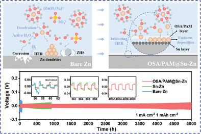 Innovative Design of a Double-Layer Gradient Coating for Dendrite-Free and Ultrastable Zinc Anodes