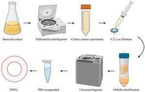 Bacterial outer membrane vesicles in tumor prevention and treatment: advancements in research and application