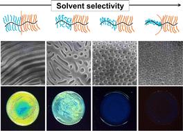 Large modulation of the bottlebrush diblock copolymer morphology and structural color through solvent selectivity†