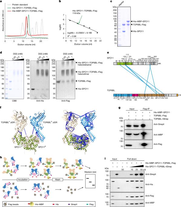 In vitro reconstitution of meiotic DNA double-strand-break formation