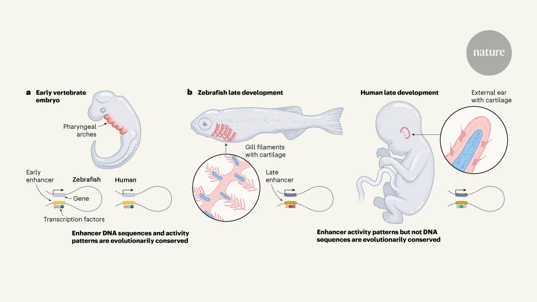 Fish gills and human ears share the same genetic blueprint