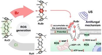 Heavy atom engineering of Ru(ii) complex based sonosensitizers for enhancing antifungal therapy†